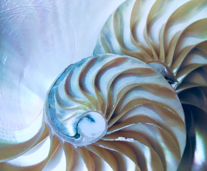 Nautilus shells representing the interconnected nature of EUM-I and EUM-O